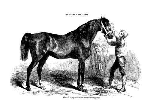Les races chevalines - Gravure Cheval hongre Mecklenbourgeois