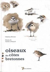 Oiseaux des côtes bretonnes