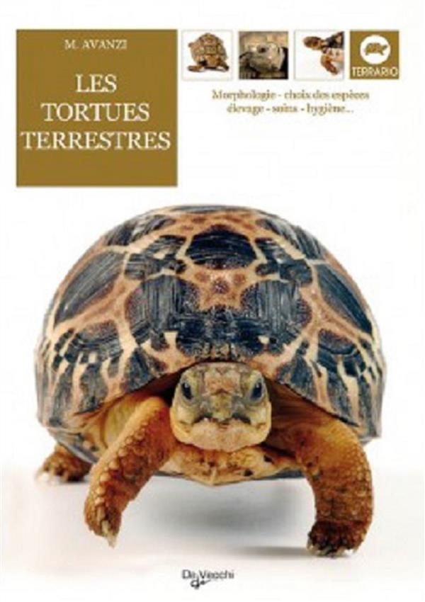Les tortues terrestres