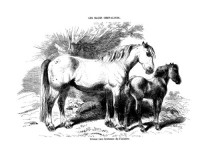 Les races chevalines - Gravure Cheval race Bretonne Finistère