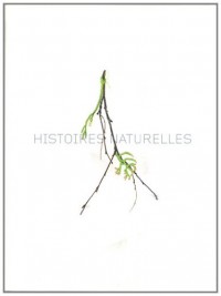 Histoires naturelles